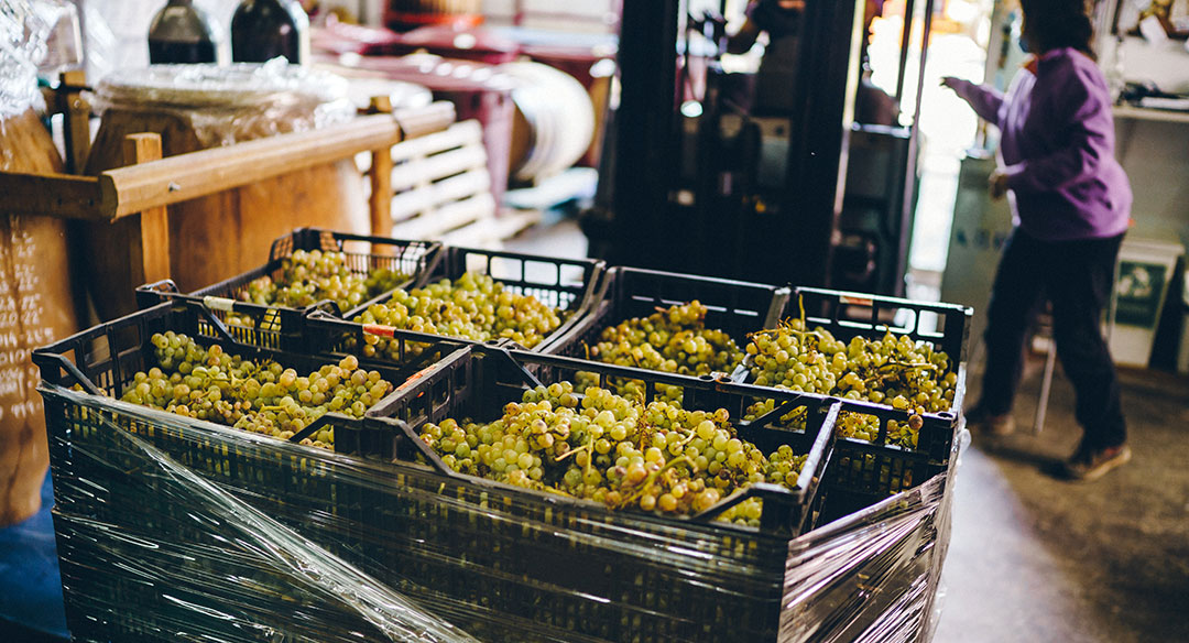 Variedad Tardana en cajas de vendimia en la bodega