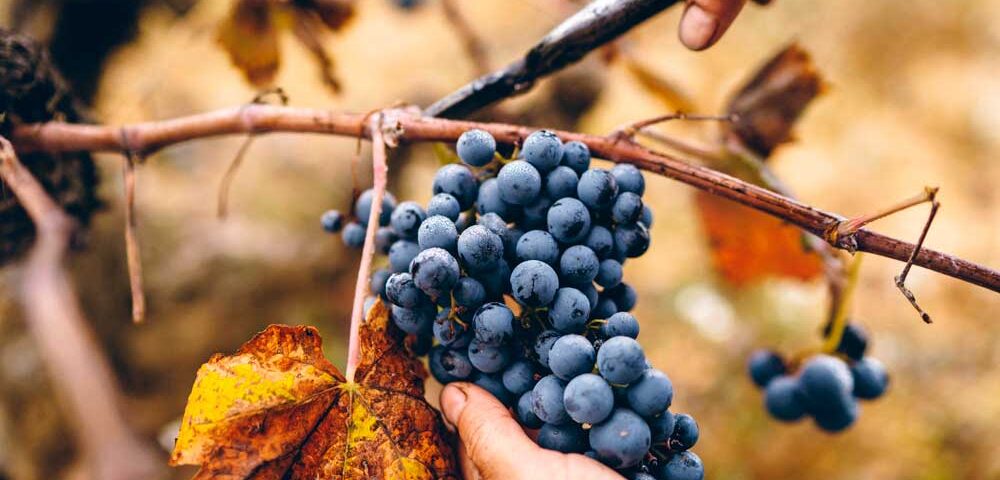 Vendimia de la variedad Bobal